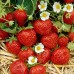 Земляника садовая Полка ( 5шт) (средний, ягода карамельного вкуса, урожайный)