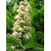 Каштан конский обыкновенный (цветки белые, высота до 30м)