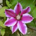 Клематис крупноцветковый Карнаби (розовый с темно-фиолетовой полосой и белой каймой)