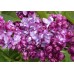 Сирень обыкновенная Принц Волконский (цветки красно-пурпурные, махровые)