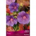 Герань гибридная Блу Блад (фиолетовый с тёмно-пурпурными жилками, цветение обильное, 1шт, I)