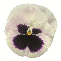 Виола крупноцветковая Пауэр