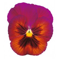 Виола крупноцветковая Динамит
