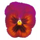Виола крупноцветковая Динамит