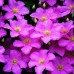 Клематис крупноцветковый Комтис де Бушо (розовый)