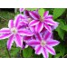 Клематис крупноцветковый Нелли Мозер (мальвово-розовый с карминной полосой)