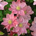 Клематис крупноцветковый Литл Мермэйд (лососево-розовый)