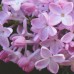 Сирень обыкновенная Невеста (цветки нежного розовато-белого цвета, крупные)