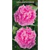 Пион травянистый Александр Флеминг (розовый, розовидный, средний, для срезки, 1 шт, 2-3)