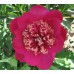 Пион травянистый Баррингтон Бель (густо-розово-красный, диам.16см,стебли прочные,средний, 1шт,2-3)
