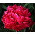 Пион травянистый Карл Розенфельд (тёмно-рубиновый,средне-поздний, для срезки, 1шт, 2-3)