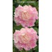 Пион травянистый Катерина Фонтейн (бело-розовый, полурозовидный, 1шт, 2-3)