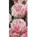 Пион травянистый Мисс Экхарт (махровый,розовый, в центре золот.тычинки, диам.20,ароматный, 1шт, 2-3)