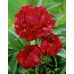 Пион травянистый Ред Мэджик (насыщенно-красный, шаровидный, средний, 1шт, 2-3)