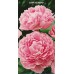 Пион травянистый Сара Бернар (крупный,бледно-розовый,розовидный,средне-поздний, душистый, 1шт,2-3)