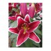 Лилия восточная горшечная Маньи-Кур (насыщенный темно-розовый, ближе к бордовому, на контрасте с белым кантом, темно-бордовый крап и оранжевые пыльники, диаметр цветка 15 см, 2шт, 12/14)