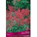 Гейхера кроваво-красная Спленденс (ярко-красные цветки, красновато-зелёные листья, 1шт, I)