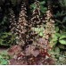 Гейхера мелкоцветковая Пэлэс Пёпл (белые цветки, пурпурно-красные листья,1шт, I)