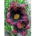 Лилейник гибридный Вупи (тёмно-пурпурный с тёмным глазком и зелёным горлом,повторное цветение,1шт,I)