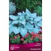 Хоста гибридная Канадиан Блу (листья интенсивно-голубые, 1шт, I)