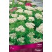 Седум видный Стардаст (цветки белые, пушистые, листья зелёные, 1шт, I)