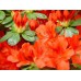 Азалия японская Гейша Ориндж (цветки оранжевые с красным оттенком)