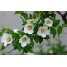 Жасмин садовый (Чубушник) Бель Этуаль (цветки белые с красной серединой, немахровые)