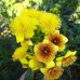 Зверобой кальмианум Джемо (цветки желтые, многотычинковые)