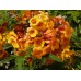 Кампсис укореняющийся Джуди (цветки желтые с оранжевым горлышком)