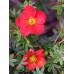 Лапчатка кустарниковая Мэрион Ред Робин (цветки красные)