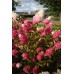 Гортензия метельчатая Фрайз Мелба (цветки белые, позднее от основания к вершине краснеют)